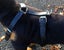 TRACKING/WORKING DOG HARNESS IN GENUINE LEATHER Carousel 3