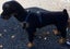 TRACKING/WORKING DOG HARNESS IN GENUINE LEATHER Carousel 4