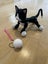 Zoomer Kitty, Interactive Toy Carousel 1