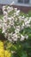 Escallonia White Profusion Carousel 2