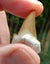 Pair of Fossil Shark Teeth from Morocco: Otodus (54myo) & Squalicorax (70myo) #2 Carousel 6