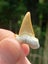 Pair of Fossil Shark Teeth from Morocco: Otodus (54myo) & Squalicorax (70myo) #2 Carousel 5