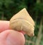 Pair of Fossil Shark Teeth from Morocco: Otodus (54myo) & Squalicorax (70myo) #2 Carousel 7