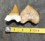 Pair of Fossil Shark Teeth from Morocco: Otodus (54myo) & Squalicorax (70myo) #2 Carousel 3
