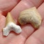 Pair of Fossil Shark Teeth from Morocco: Otodus (54myo) & Squalicorax (70myo) #2 Carousel 4