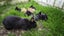pure Flemish Giant kits Carousel 1