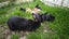 pure Flemish Giant kits Carousel 3