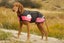NZ Tack Saddlery Co NZ Tack Buddy Dog Coat Pink/Black Carousel 1