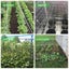 Plant Trellis Netting 1.67m x 10m Clearance Carousel 4