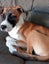 Echo - Good with Other Dogs and Children Carousel 2