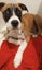 Echo - Good with Other Dogs and Children Carousel 1