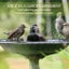 Flower Pot Base Bird Bath 60CM Free Shipping Carousel 2