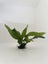 Java Fern Carousel 1