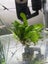 Java Fern Carousel 2