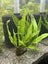 Java Fern Carousel 3