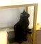 Lost - Black DMH Male Cat (Squeak) Carousel 3