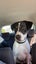 Rescue dogs. Need home ASAP Carousel 9