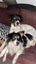 Rescue dogs. Need home ASAP Carousel 6