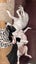 Rescue dogs. Need home ASAP Carousel 4