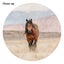 Wild Horse Art Print Carousel 2
