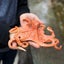 Safari Ltd Octopus Carousel 5