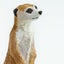 Safari Ltd Meerkat Carousel 3