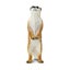 Safari Ltd Meerkat Carousel 4