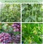 Cucumber Trellis for Raised Bed Sale NZ Stock Deal Carousel 5