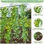Cucumber Trellis for Raised Bed Sale NZ Stock Deal Carousel 6