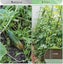 Cucumber Trellis for Raised Bed Sale NZ Stock Deal Carousel 7