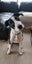 Pound Paws Rescue - Spot, Collie mix, Christchurch Carousel 3