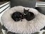 Brave Paws Cat Rescue - Kittens - Indi and Asha Carousel 1