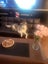 Siberian Husky and Alaskan Malamute Carousel 1