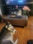 Siberian Husky and Alaskan Malamute Carousel 2