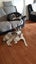 Siberian Husky and Alaskan Malamute Carousel 3
