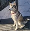 Siberian Husky and Alaskan Malamute Carousel 4
