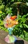 Singing in the Rain. Wooden handpainted frog by Cushla Carousel 6