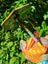 Singing in the Rain. Wooden handpainted frog by Cushla Carousel 8