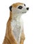 Safari Ltd Meerkat Carousel 4