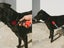 ZEE.DOG LEASH - SKULL 2.0! LARGE! Carousel 8