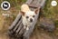 Poppy - Smooth Coat Chihuahua (cross) (NZ Chihuahua Rescue) Carousel 1