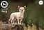 Poppy - Smooth Coat Chihuahua (cross) (NZ Chihuahua Rescue) Carousel 2