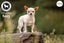 Poppy - Smooth Coat Chihuahua (cross) (NZ Chihuahua Rescue) Carousel 3