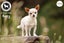 Poppy - Smooth Coat Chihuahua (cross) (NZ Chihuahua Rescue) Carousel 4
