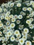 Loading Image 1 of 1