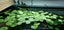 Hydrocotyle Leucocephala, Bazilian Pennywort Carousel 1