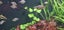 Hydrocotyle Leucocephala, Bazilian Pennywort Carousel 3