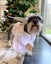 Heavenly Hound Pet Christmas Costume Carousel 2