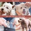 New Dog Grooming Scissors Sale Sale Carousel 6