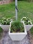 Medium taper planter Carousel 1
